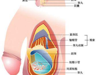 睾丸附睾炎症状有哪些