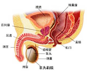 精囊炎患者症状怎么样