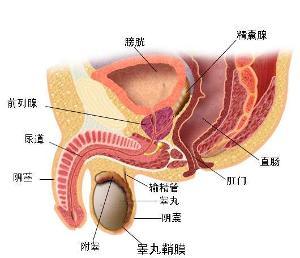 前列腺囊肿的发病与哪些饮食因素有关?