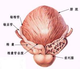 患上前列腺炎产生的危害